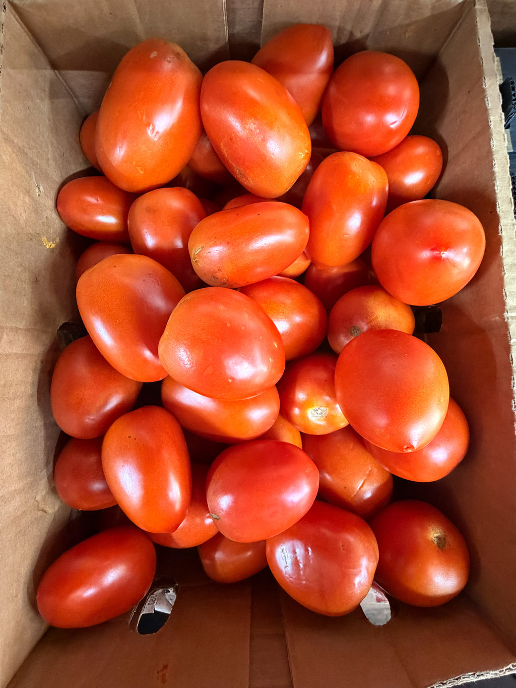 Fresh Roma Tomatoes