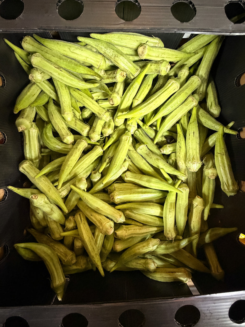 Fresh Okra
