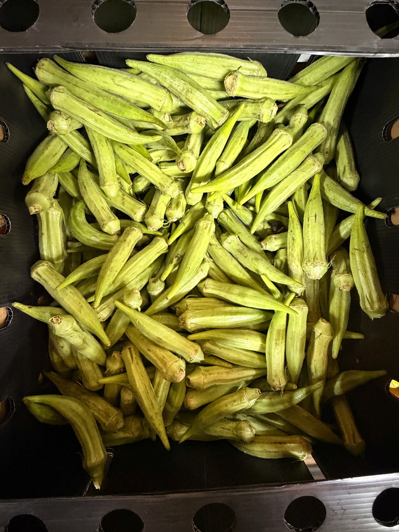 Fresh Okra