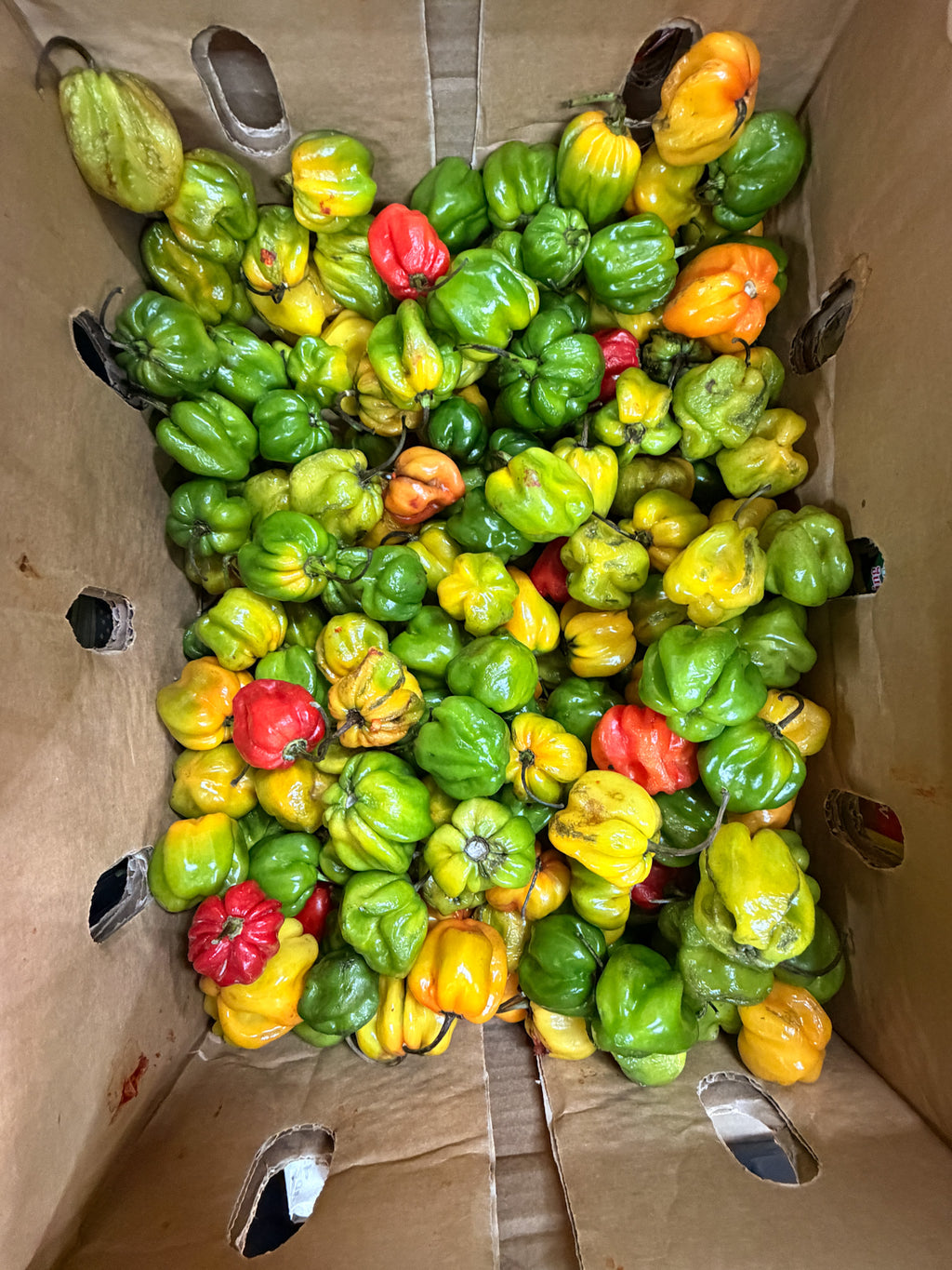 Fresh Habanero Pepper