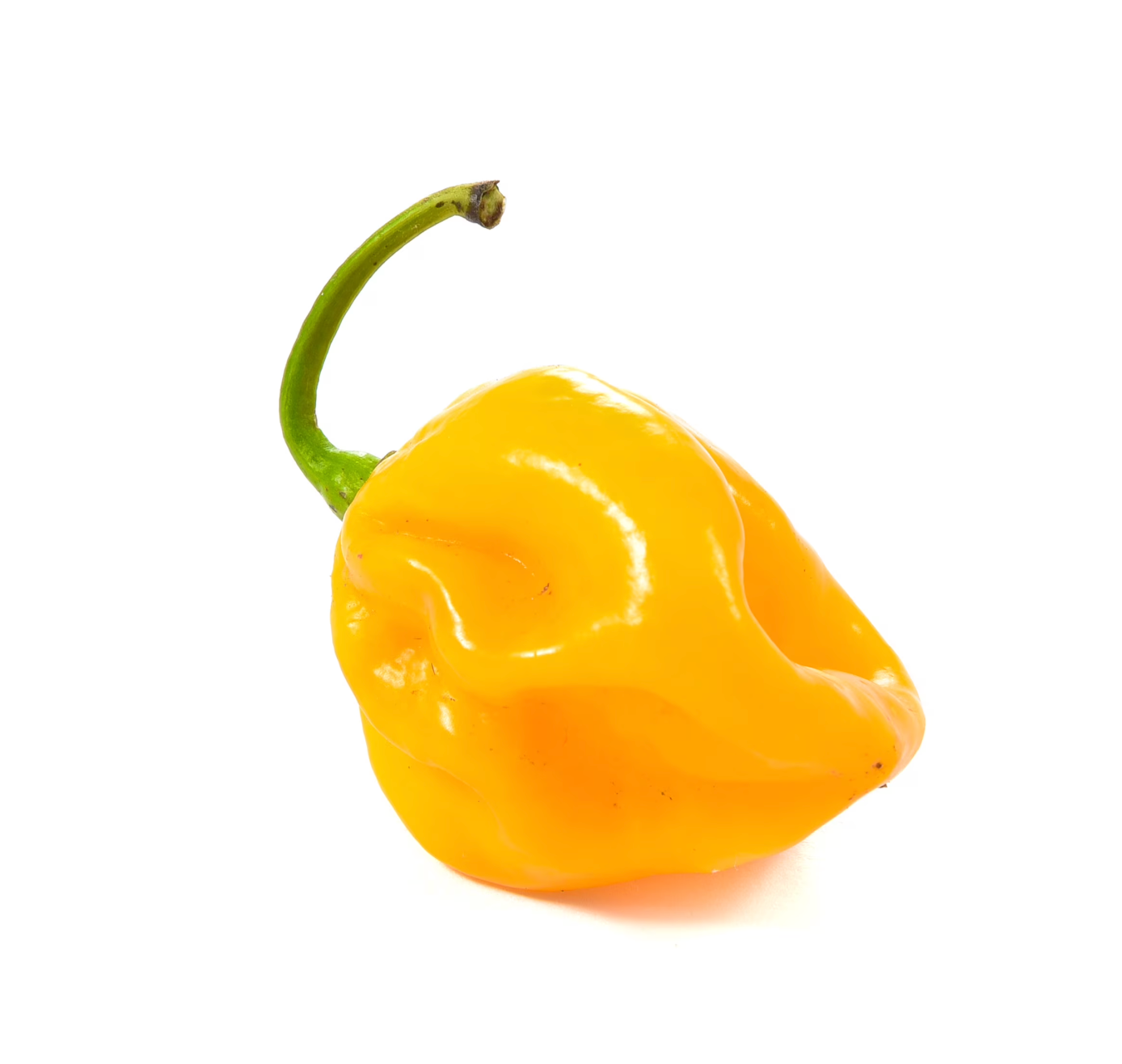 Fresh Habanero Pepper
